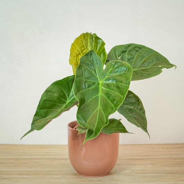 alokazja-wentii-alocasia alokazja-wentii-alocasia