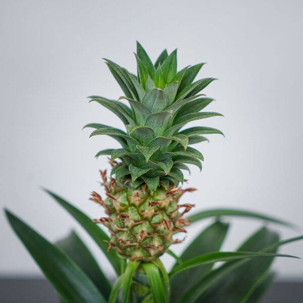ananas-mi-amigo (2) ananas-mi-amigo