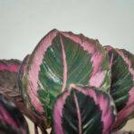 calathea-roseopicta-surprisestar