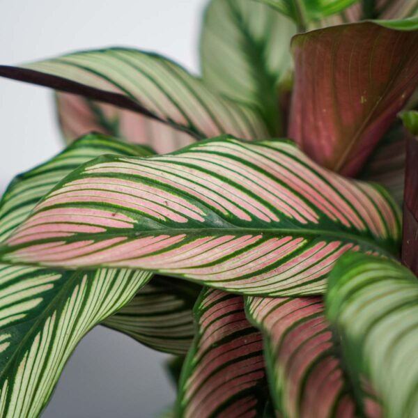 calathea-white-star (5) calathea-white-star