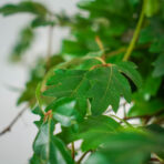 cissus-rombolistny-ellen-danica-cissus-rhombifolia