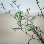 corokia-cotoneaster