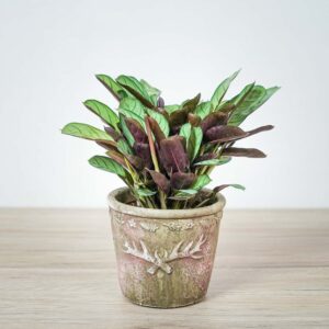 ctenanthe-amagris-burle-marxii