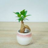 fikus-microcarpa-ginseng-baby-ficus