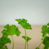 geranium-rose-anginka-pelargonium-capitatum