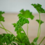 geranium-rose-anginka-pelargonium-capitatum