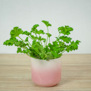 geranium-rose-anginka-pelargonium-capitatum