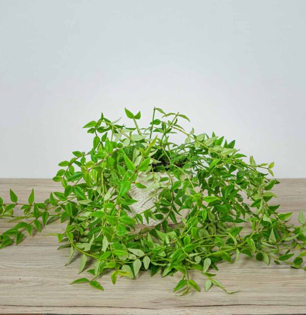 hoya-bella hoya-bella