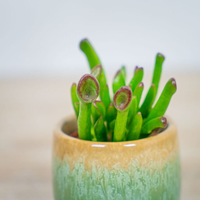 crassula-ovata-hobbit crassula-ovata-hobbit