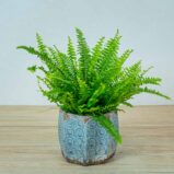paproc-nephrolepis-green-lady