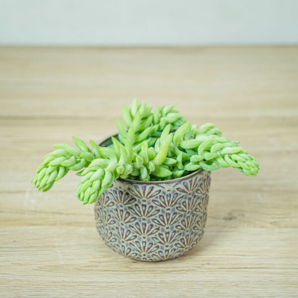 rozchodnik-morgana-sedum-morganianum rozchodnik-morgana-sedum-morganianum
