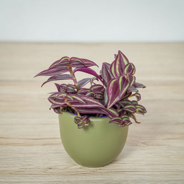 trzykrotka-fioletowa-tradescantia-purple-passion trzykrotka-fioletowa-tradescantia-purple-passion
