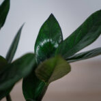 zamioculcas-supernova-zamiokulkas