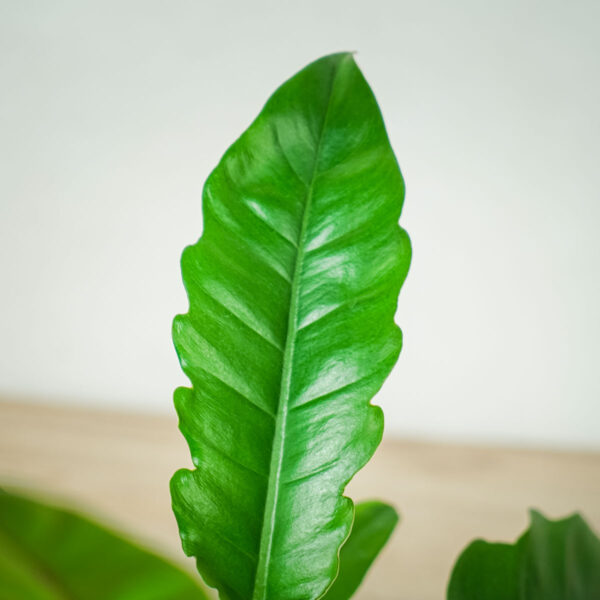 philodendron-narrow philodendron-narrow