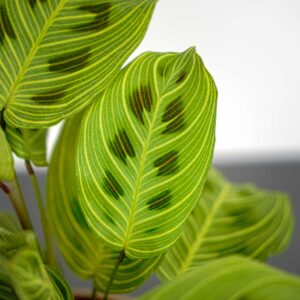 Maranta light veins
