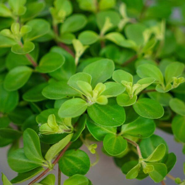 peperomia-rotundifolia peperomia-rotundifolia