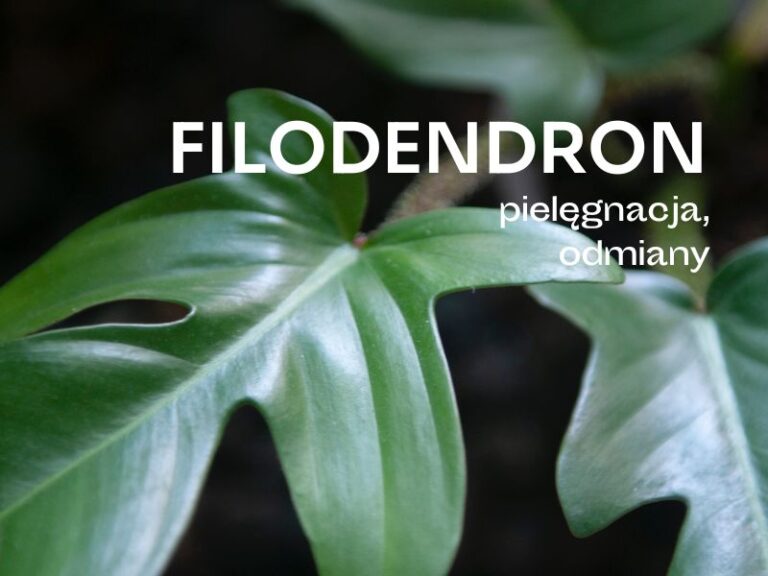 Filodendron o powcinanych, zielonych liściach