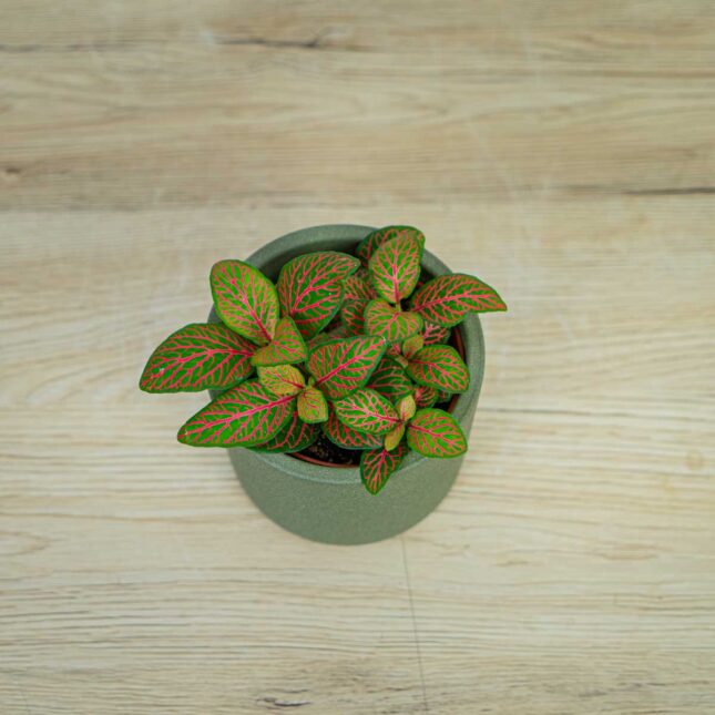 fittonia-mosaic-skeleton fittonia-mosaic-skeleton