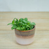 fittonia-mosaic-marble-green