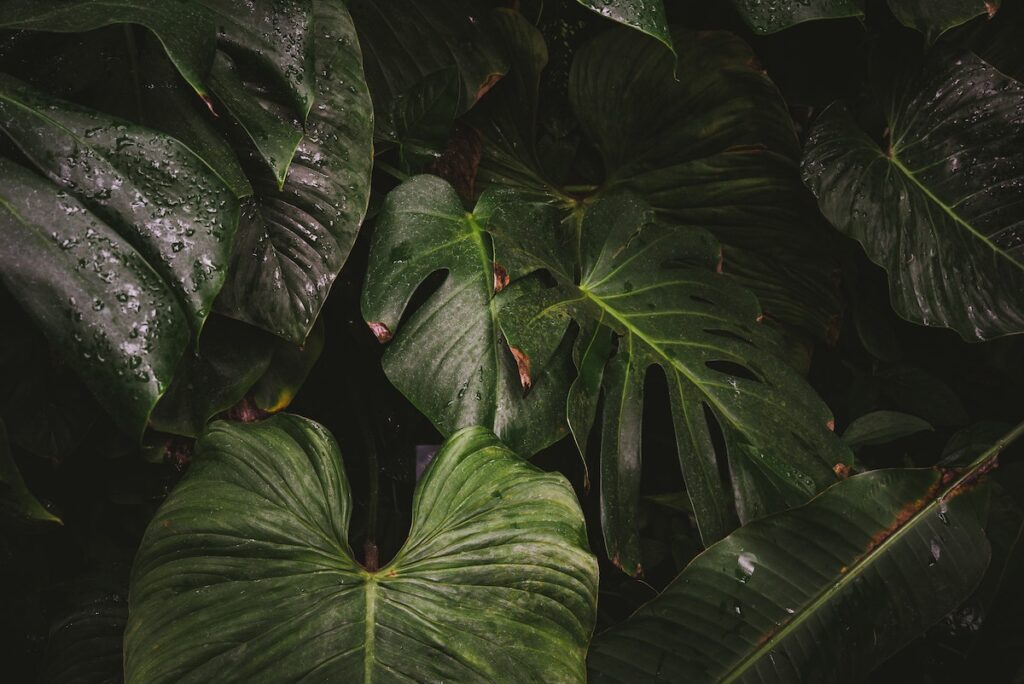 Monstera i liście roślin egzotycznych w naturalnym środowisku