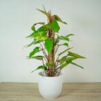 philodendron-red-emerald-na-paliku
