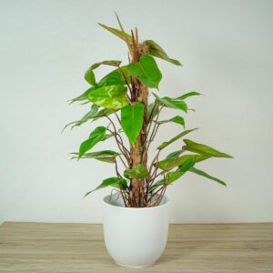 philodendron-red-emerald-na-paliku