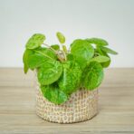 pilea-peperomioides-variegata-mojito-pieniazek