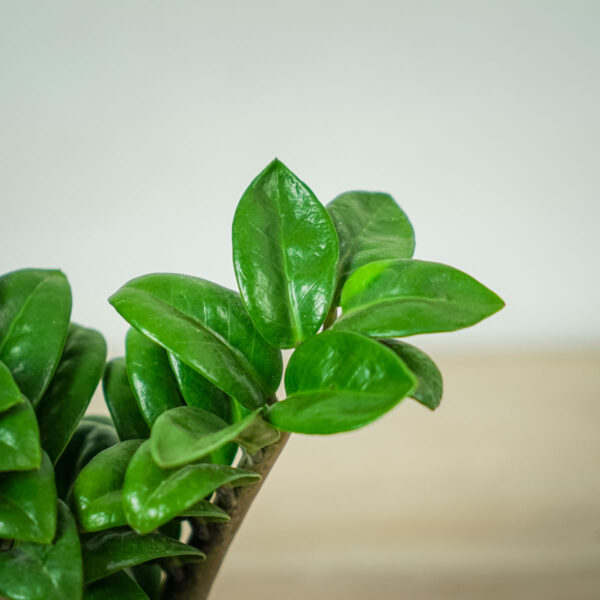 zamioculcas-zamiifolia-zenzi (2) zamioculcas-zamiifolia-zenzi