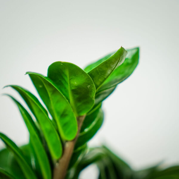 zamioculcas-zamiifolia-zenzi (2) zamioculcas-zamiifolia-zenzi