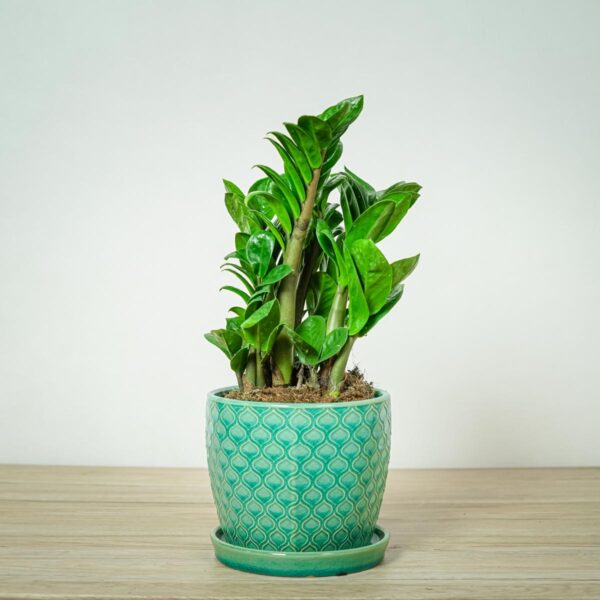 zamioculcas-zamiifolia-zenzi zamioculcas-zamiifolia-zenzi