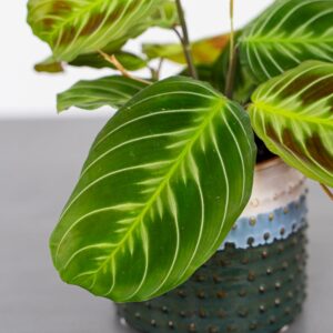 Maranta noid cat moustache 'dark’