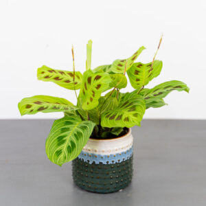Maranta light veins