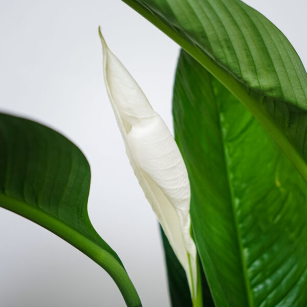 skrzydlokwiat-sensation-spathiphyllum skrzydlokwiat-sensation-spathiphyllum