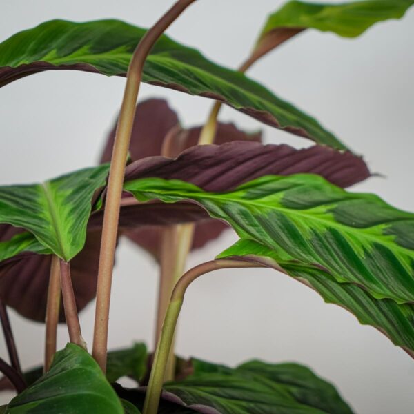 calathea-warscewiczii calathea-warscewiczii