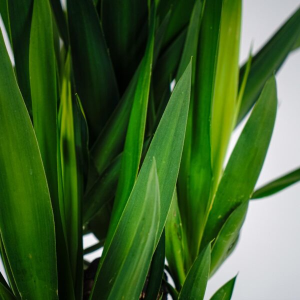 juka-yucca-gigant juka-yucca-gigant