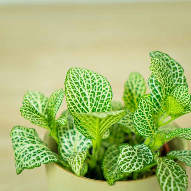 fittonia-anne-white (2) fittonia-anne-white