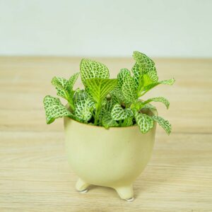 fittonia-anne-white