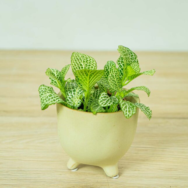 fittonia-anne-white fittonia-anne-white