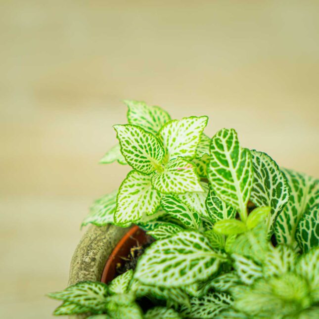 fittonia-snow-anne (2) fittonia-snow-anne