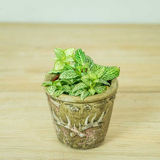 fittonia-snow-anne