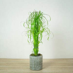 papirus-alternifolius-palmiasty
