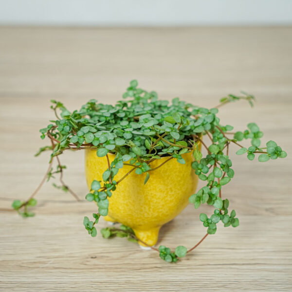 pilea-glaucophylla-greyzy (2) pilea-glaucophylla-greyzy