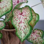 caladium-heart-and-soul