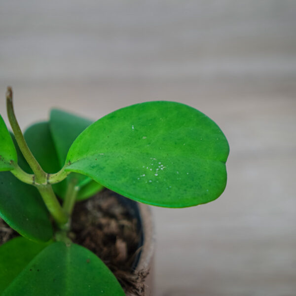 hoya-kerrii hoya-kerrii