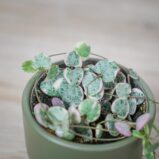 ceropegia-woodii-variegata