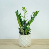 zamioculcas-raven-zamiokulkas