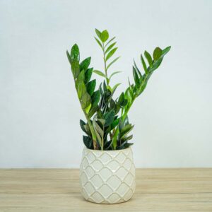 zamioculcas-raven-zamiokulkas