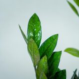 zamioculcas-raven-zamiokulkas