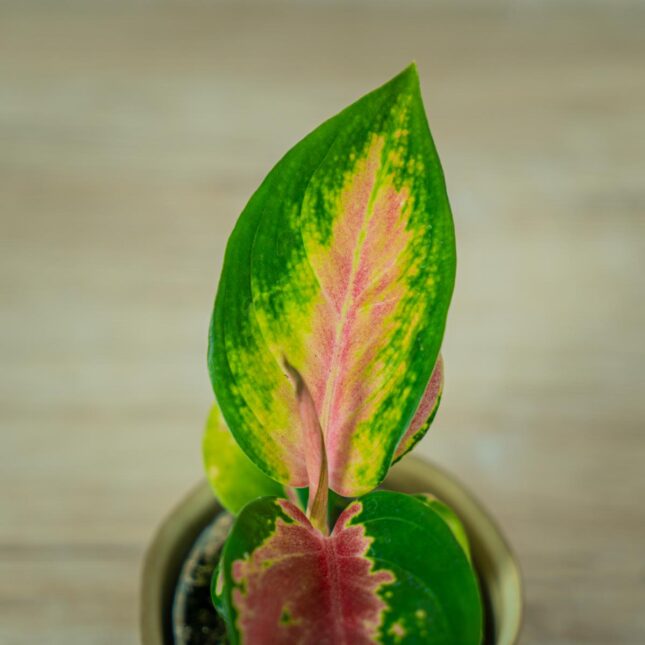 aglaonema-china-red-baby (2) aglaonema-china-red-baby