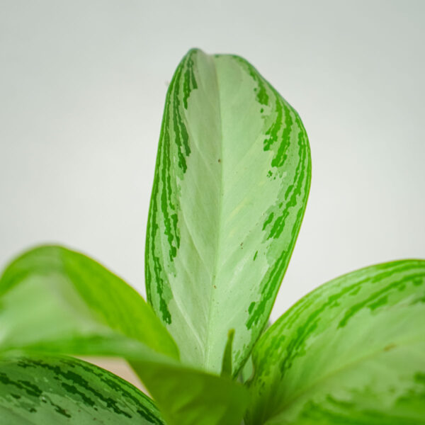 aglaonema-silver-bay (2) aglaonema-silver-bay